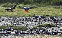 Birds over waterhole